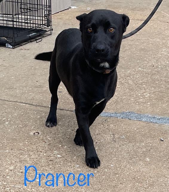 Prancer, adopted, Adult Male Terrier.