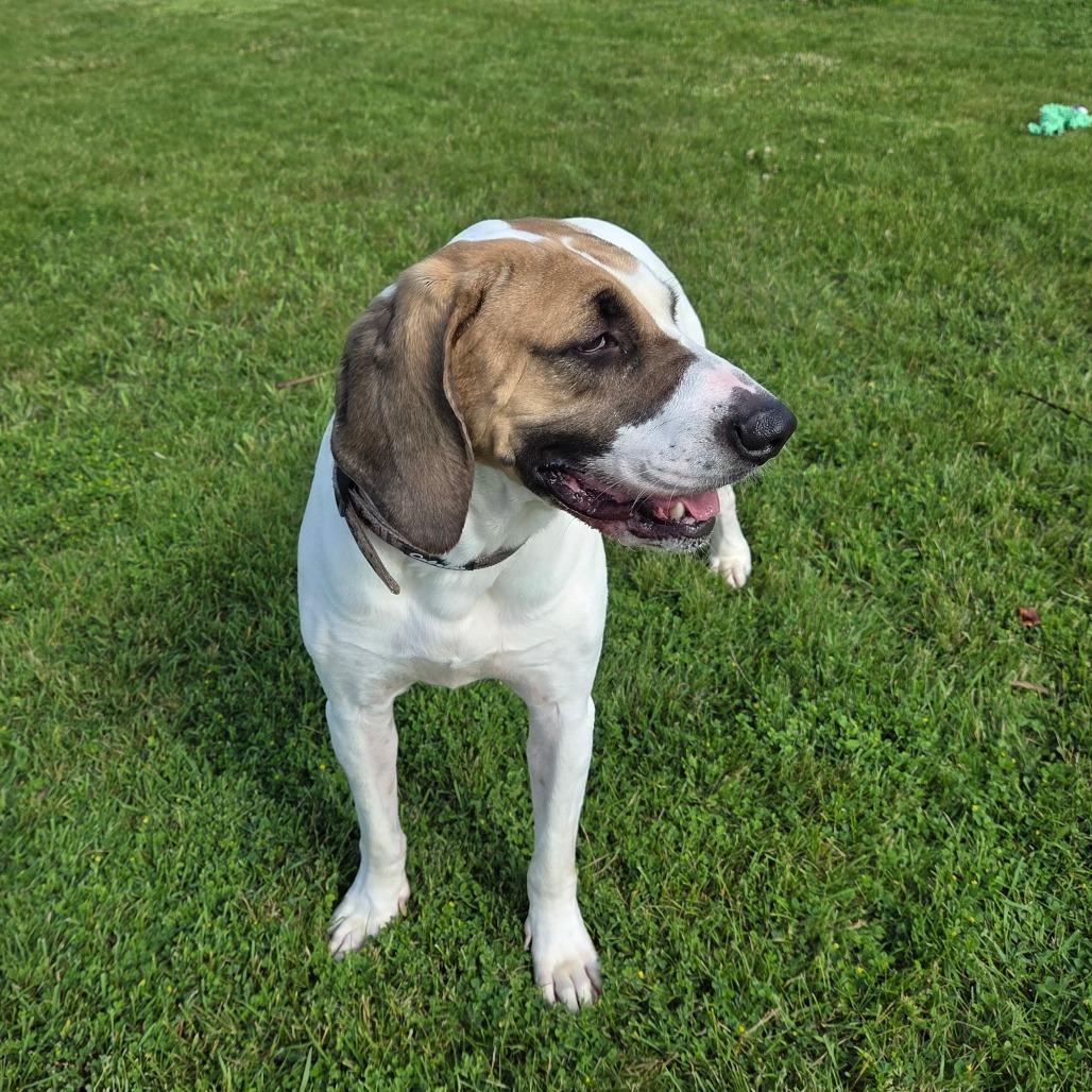 Copper, a Adoptable mixed breed in Pontiac, IL image 1/6