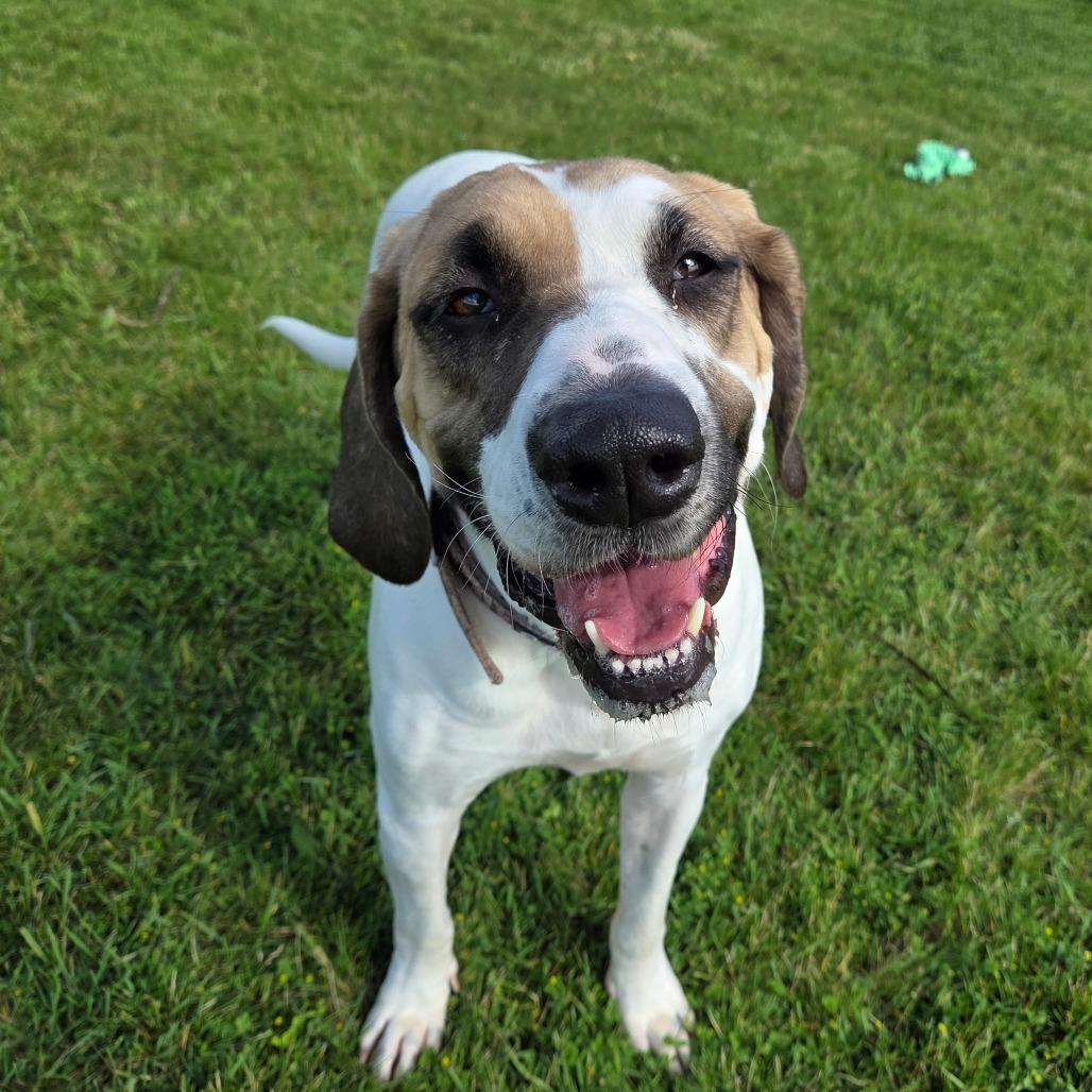 Enlarge Copper, a Adoptable mixed breed in Pontiac, IL image 2/6