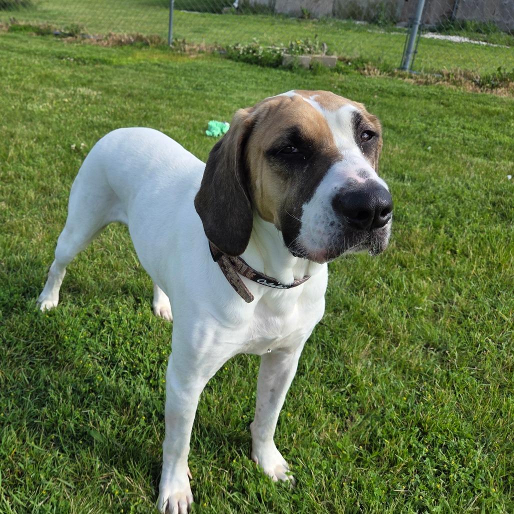 Copper, a Adoptable mixed breed in Pontiac, IL image 3/6