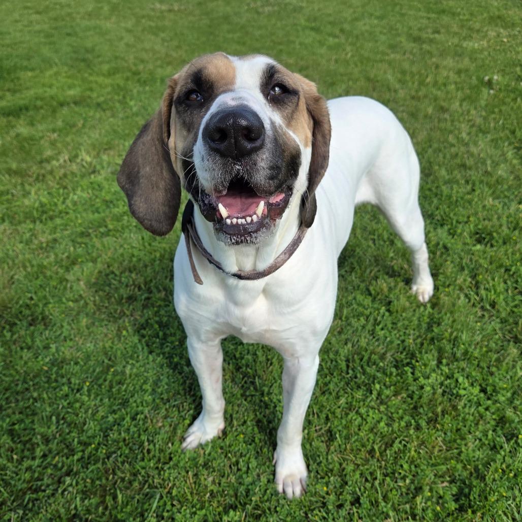 Copper, a Adoptable mixed breed in Pontiac, IL image 4/6