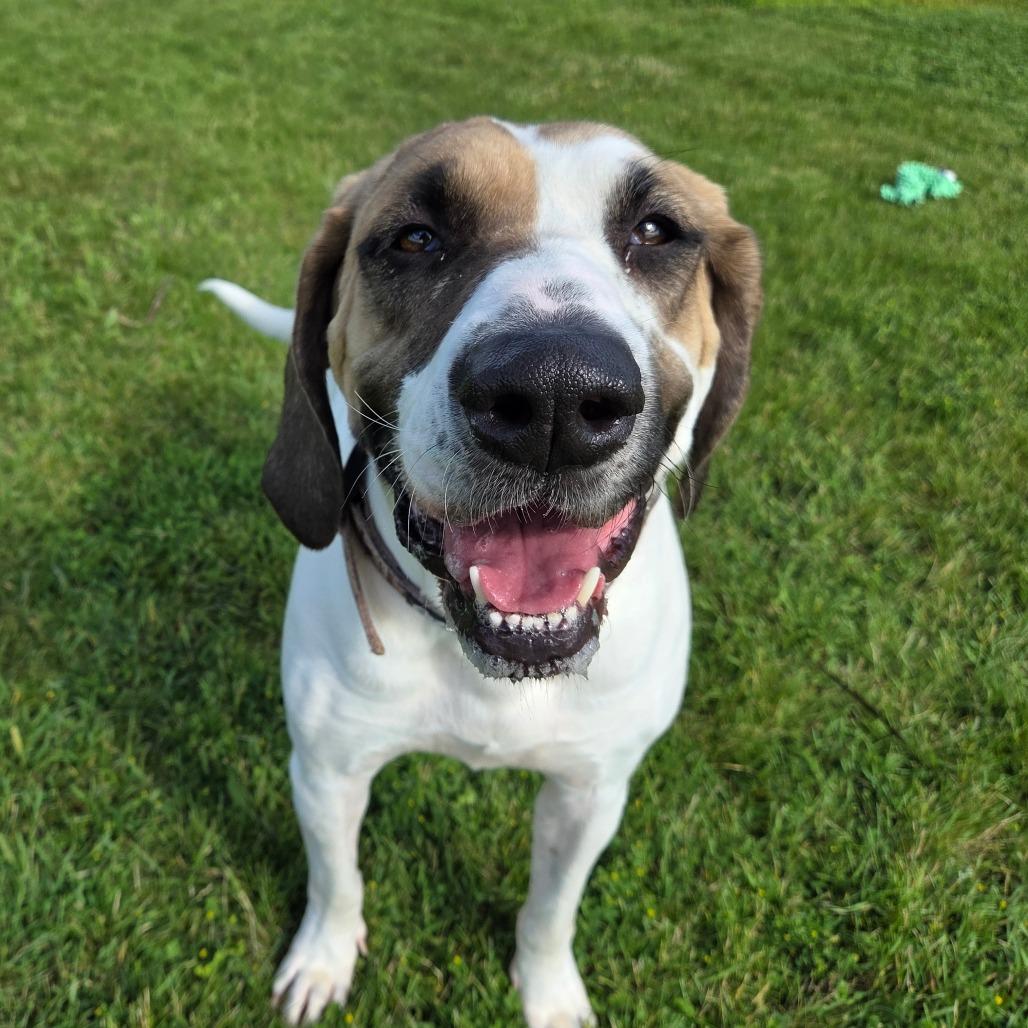 Copper, a Adoptable mixed breed in Pontiac, IL image 5/6