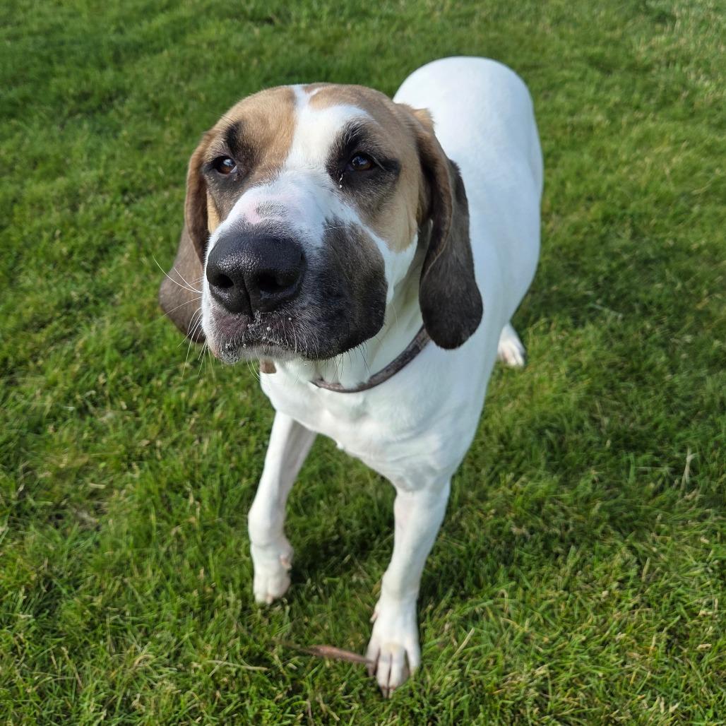 Copper, a Adoptable mixed breed in Pontiac, IL image 6/6