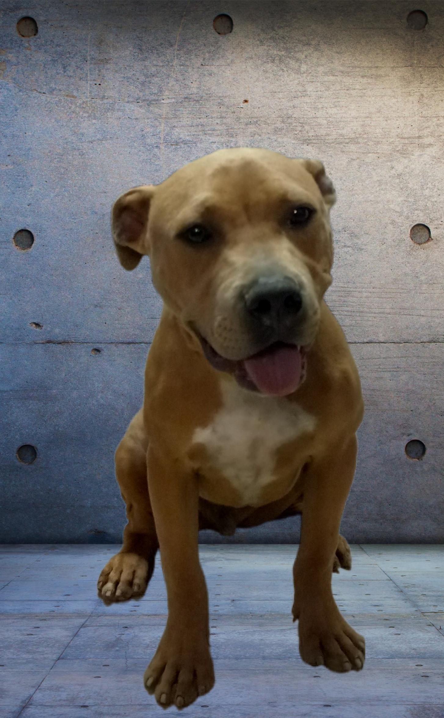 Scooby, Young Male Terrier