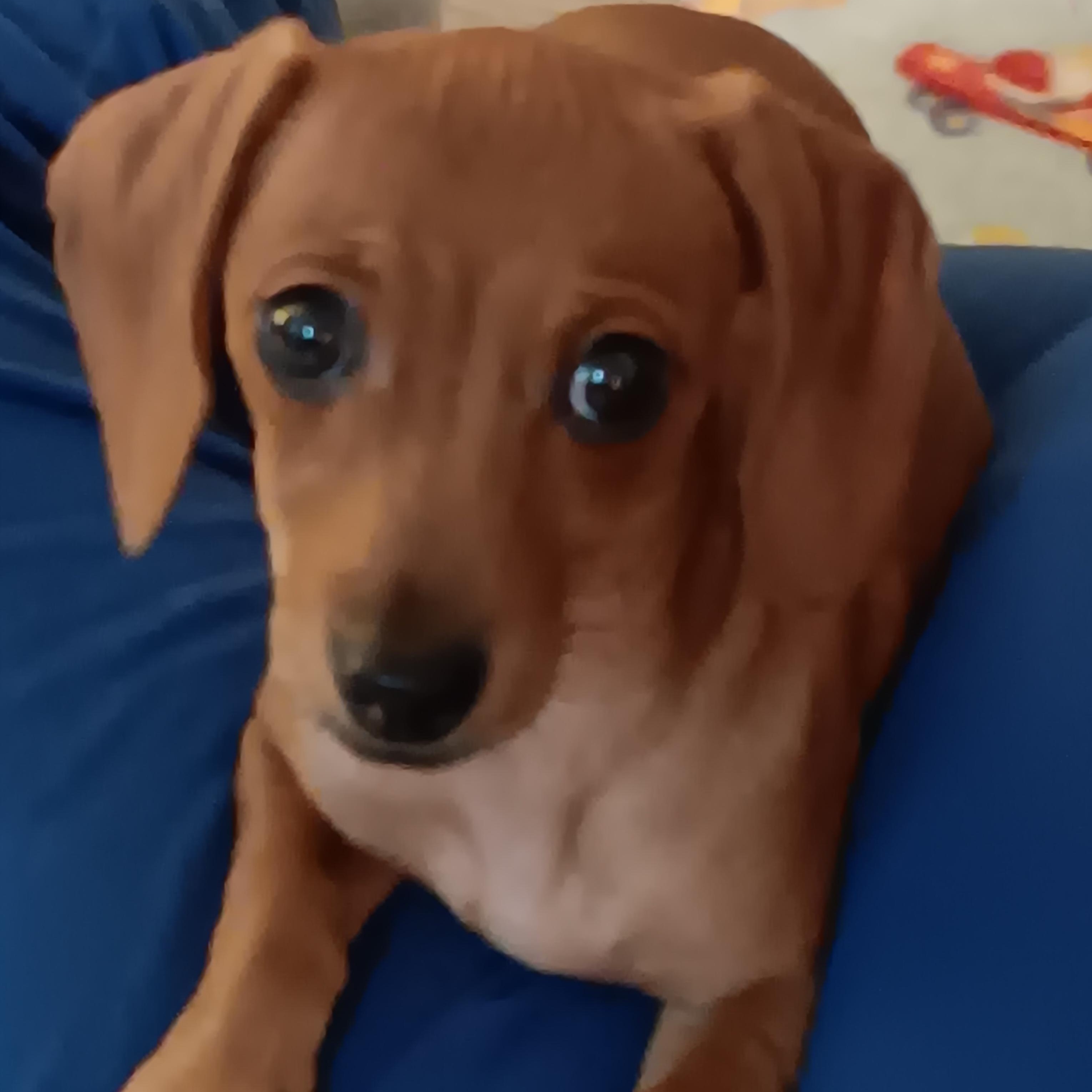 Gala, ADOPTABLE, Puppy Female Miniature Dachshund.