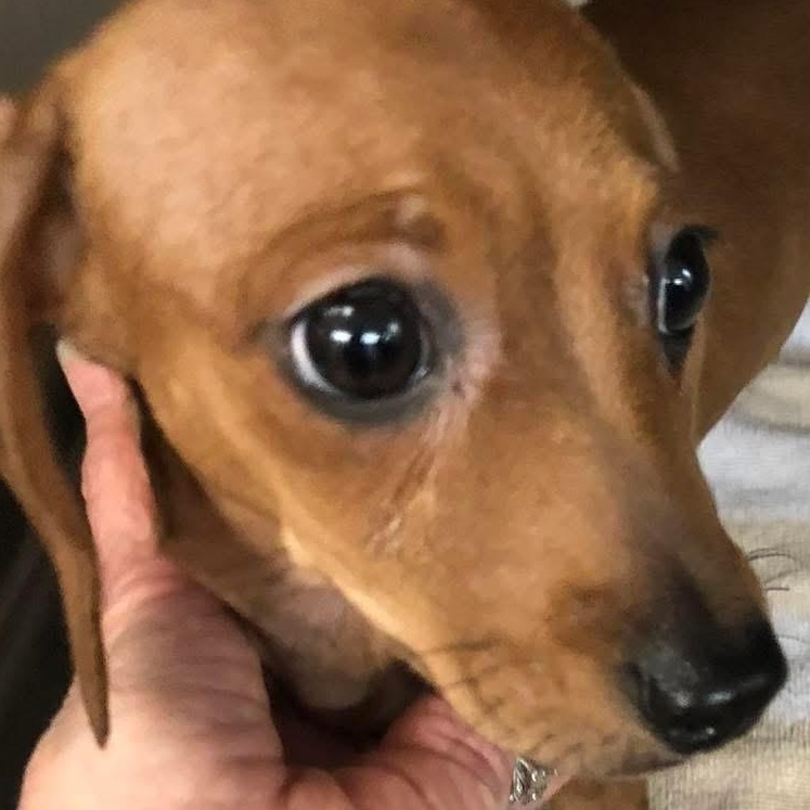 Gala, ADOPTABLE, Puppy Female Miniature Dachshund.