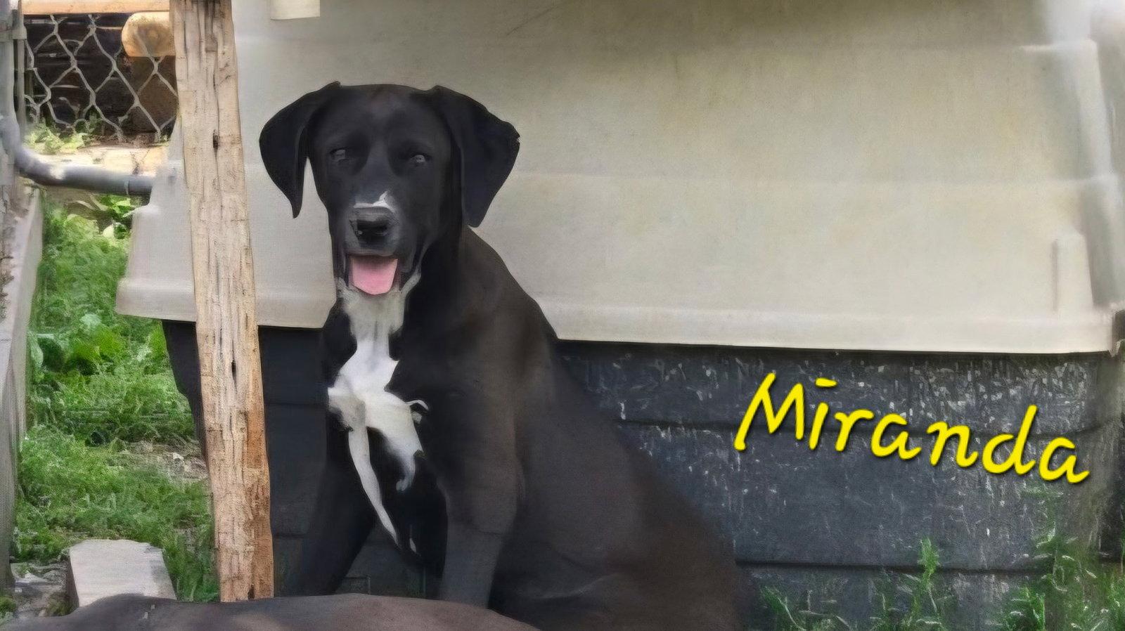 Enlarge Miranda, a Adoptable Labrador Retriever in Rutledge, TN image 1/1