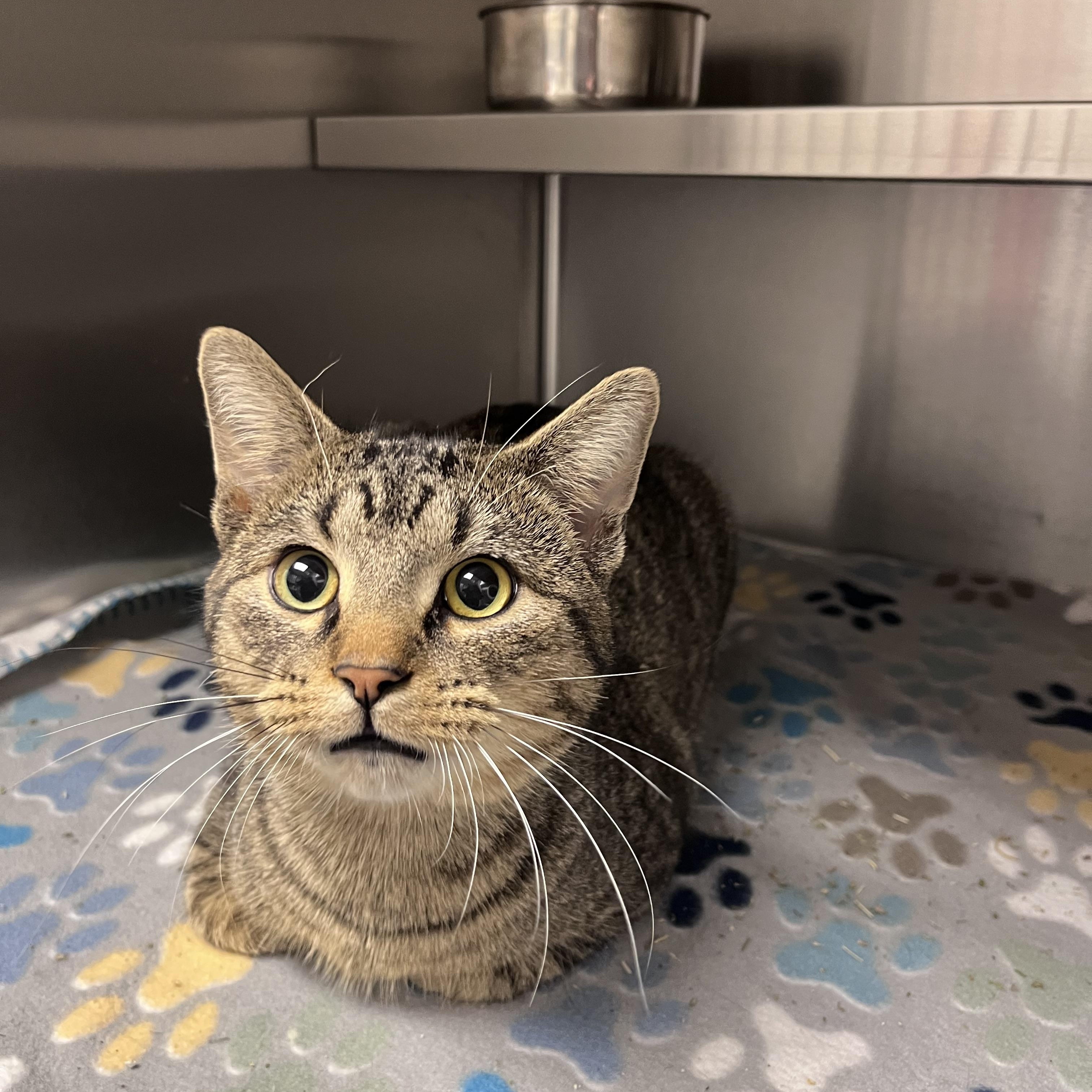 Porkchop, Adoptable, Young Male Domestic Short Hair.