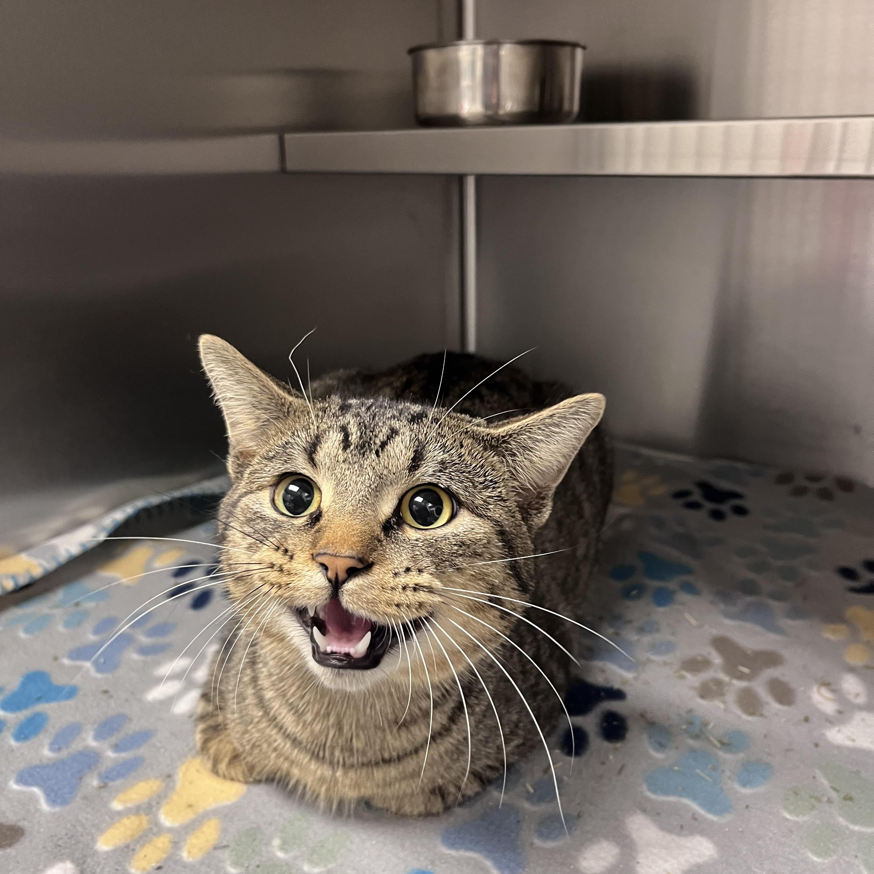 Enlarge Porkchop, a Adoptable Domestic Short Hair in Liberty, MO image 2/2