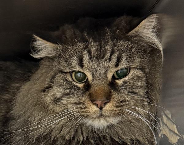 Cash, Adoptable, Adult Male Domestic Long Hair.