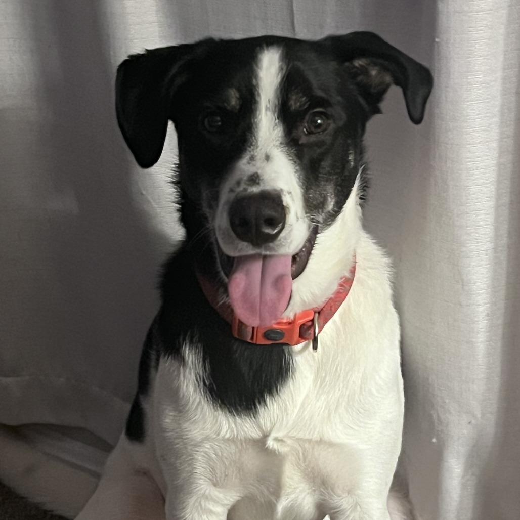 Enlarge Ollie, a Adoptable Shepherd in La Grange, KY image 1/5