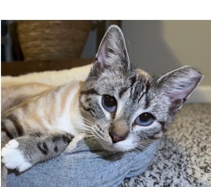 Enlarge RiRi, a Adoptable Siamese in Lafayette, LA image 1/5