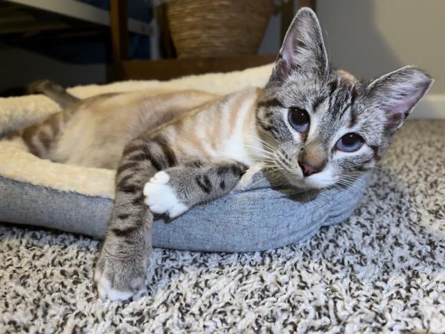 Enlarge RiRi, a Adoptable Siamese in Lafayette, LA image 4/5