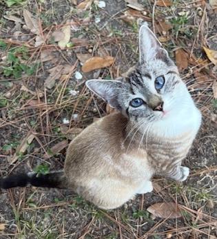 Enlarge RiRi, a Adoptable Siamese in Lafayette, LA image 3/5