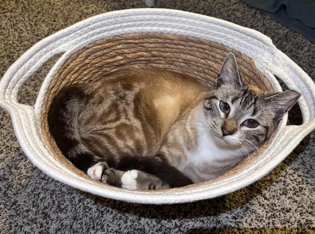 Enlarge RiRi, a Adoptable Siamese in Lafayette, LA image 2/5