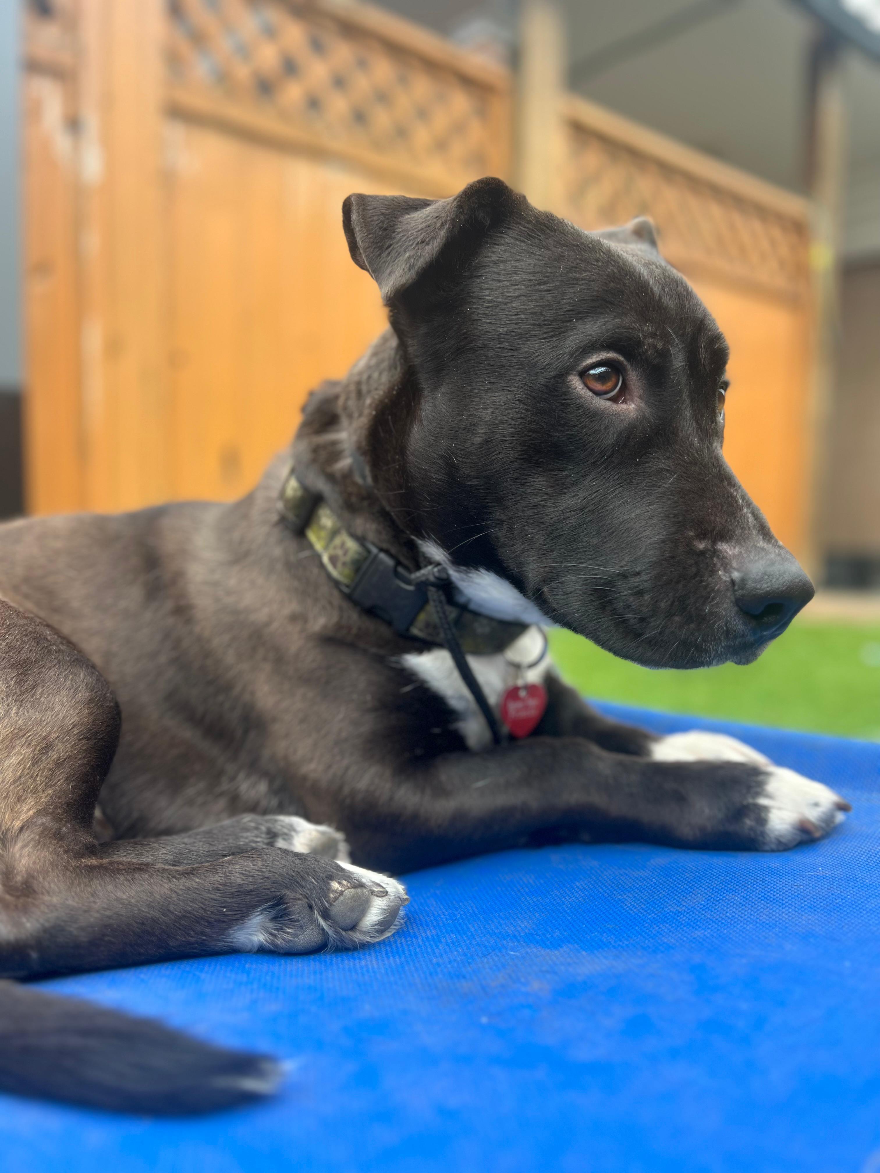 Parker, Adult Male Pit Bull Terrier