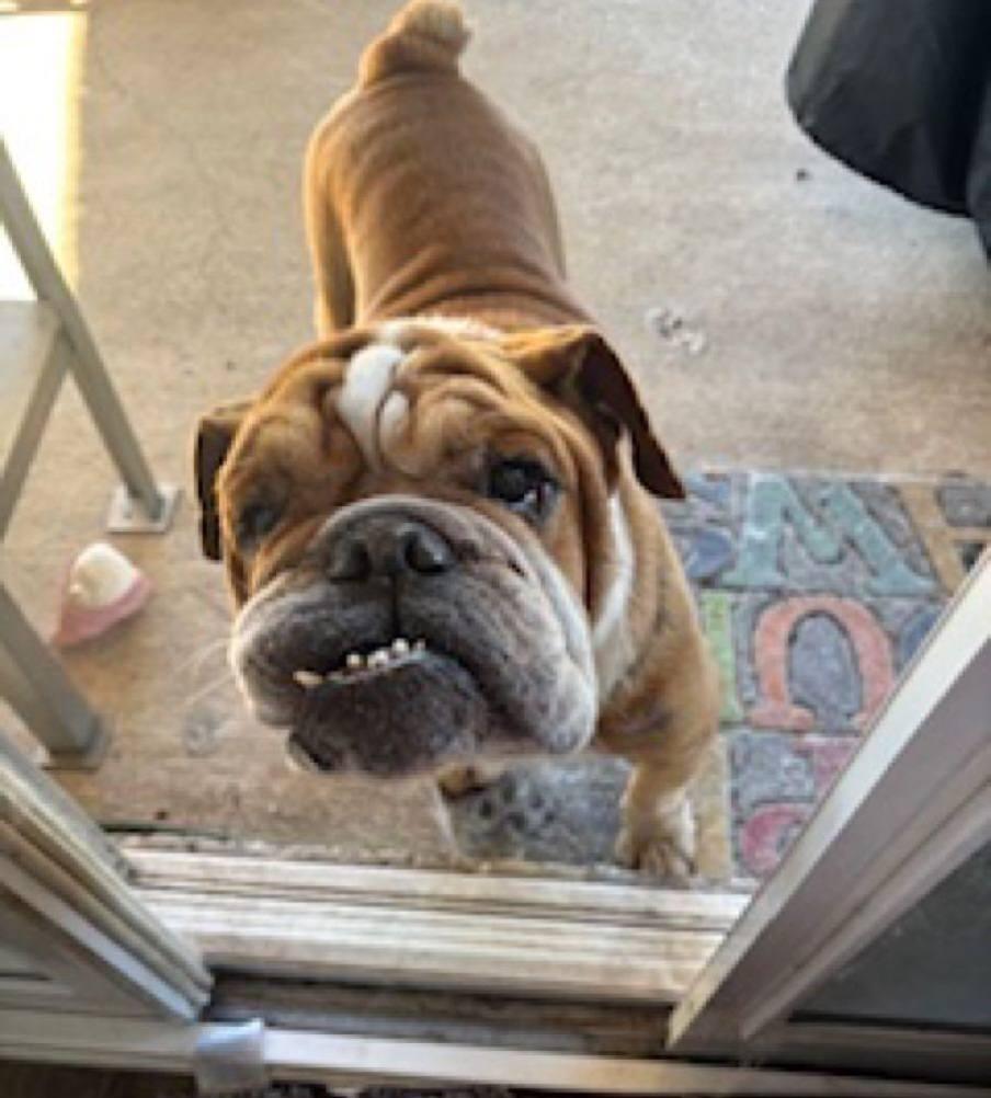Tony, Adoptable, Adult Male English Bulldog.