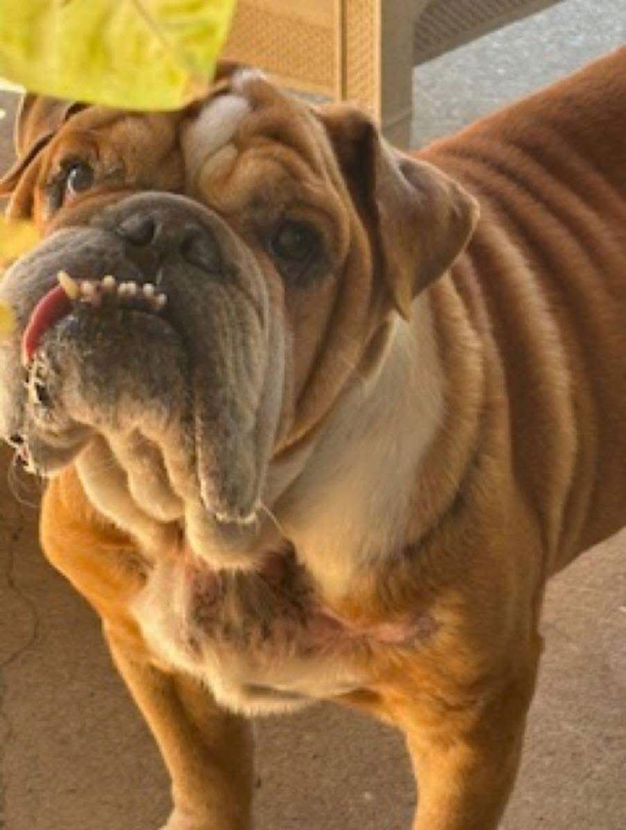 Enlarge Tony, a Adoptable English Bulldog in Monticello, NY image 2/3