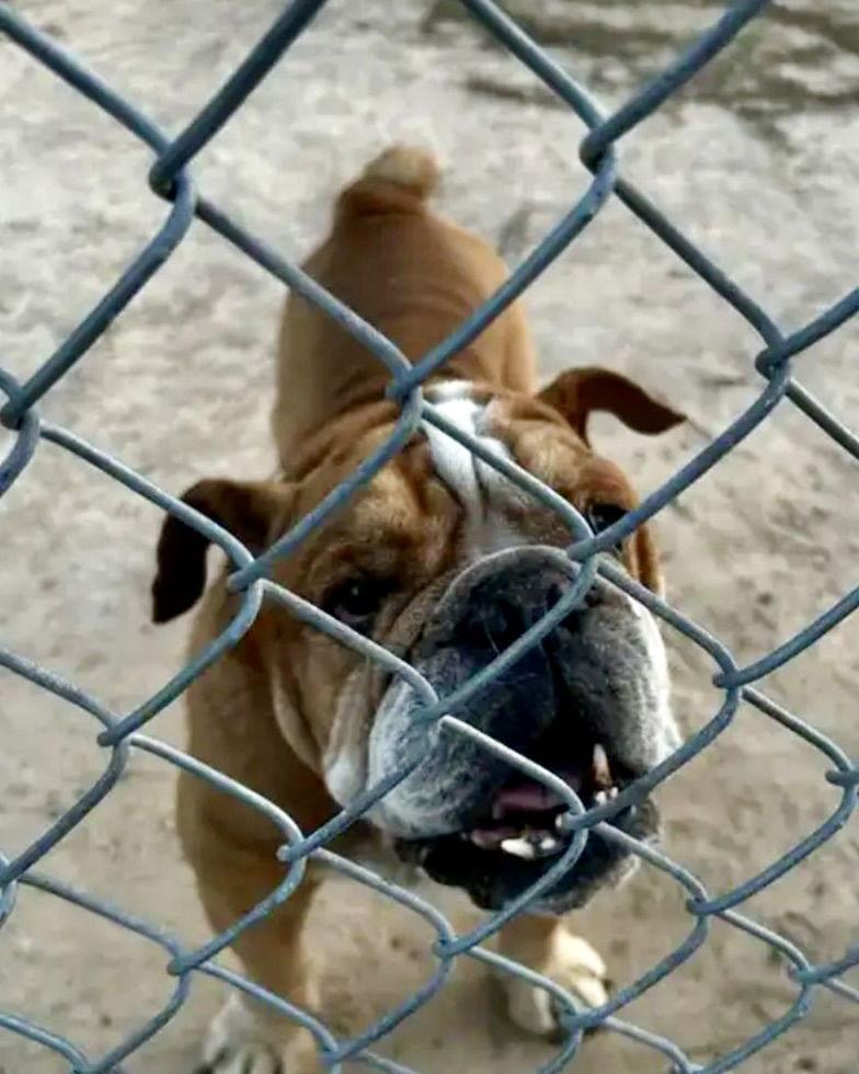 Enlarge Tony, a Adoptable English Bulldog in Monticello, NY image 3/3