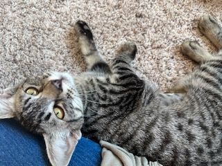 Enlarge Squeaker, a Adopted Egyptian Mau in Eagle Point, OR image 1/11