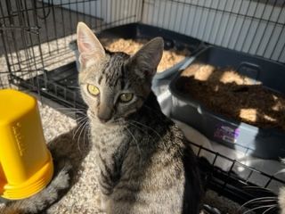Enlarge Squeaker, a Adopted Egyptian Mau in Eagle Point, OR image 2/11