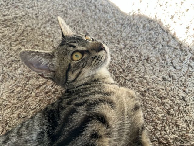 Enlarge Squeaker, a Adopted Egyptian Mau in Eagle Point, OR image 3/11