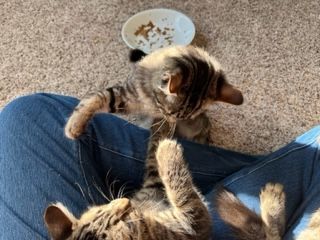 Enlarge Squeaker, a Adopted Egyptian Mau in Eagle Point, OR image 4/11