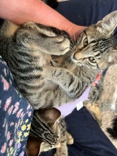 Enlarge Squeaker, a Adopted Egyptian Mau in Eagle Point, OR image 5/11