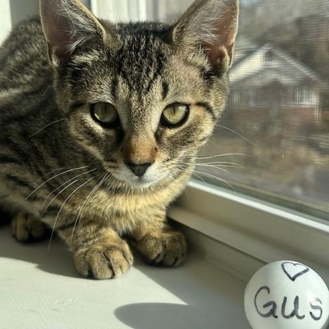 Viv, Mya, Gus and Wes , a ADOPTABLE Domestic Short Hair in Bellmawr, NJ image 4/4