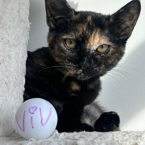 Viv, Mya, Gus and Wes , a ADOPTABLE Domestic Short Hair in Bellmawr, NJ image 1/4