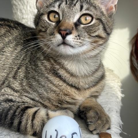 Viv, Mya, Gus and Wes , a ADOPTABLE Domestic Short Hair in Bellmawr, NJ image 2/4