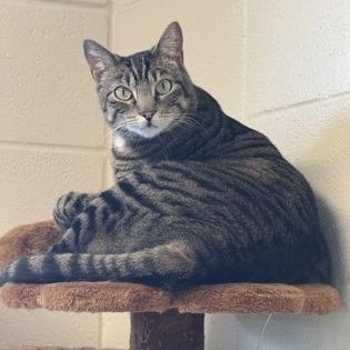Nova, adopted, Adult Female Domestic Short Hair.