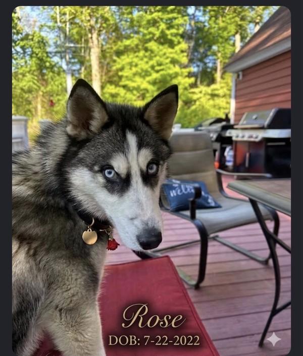 Logo Pinterest Rosa Rose - Adoptable Pet | Petfinder