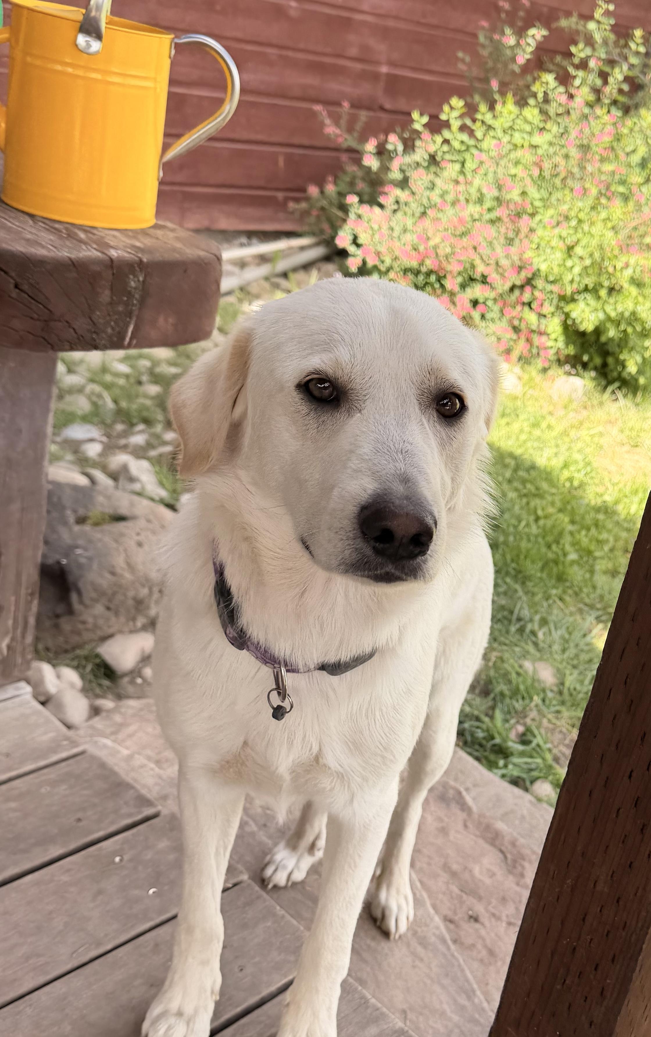 Enlarge Casper, a ADOPTABLE Labrador Retriever in Hotchkiss, CO image 3/5