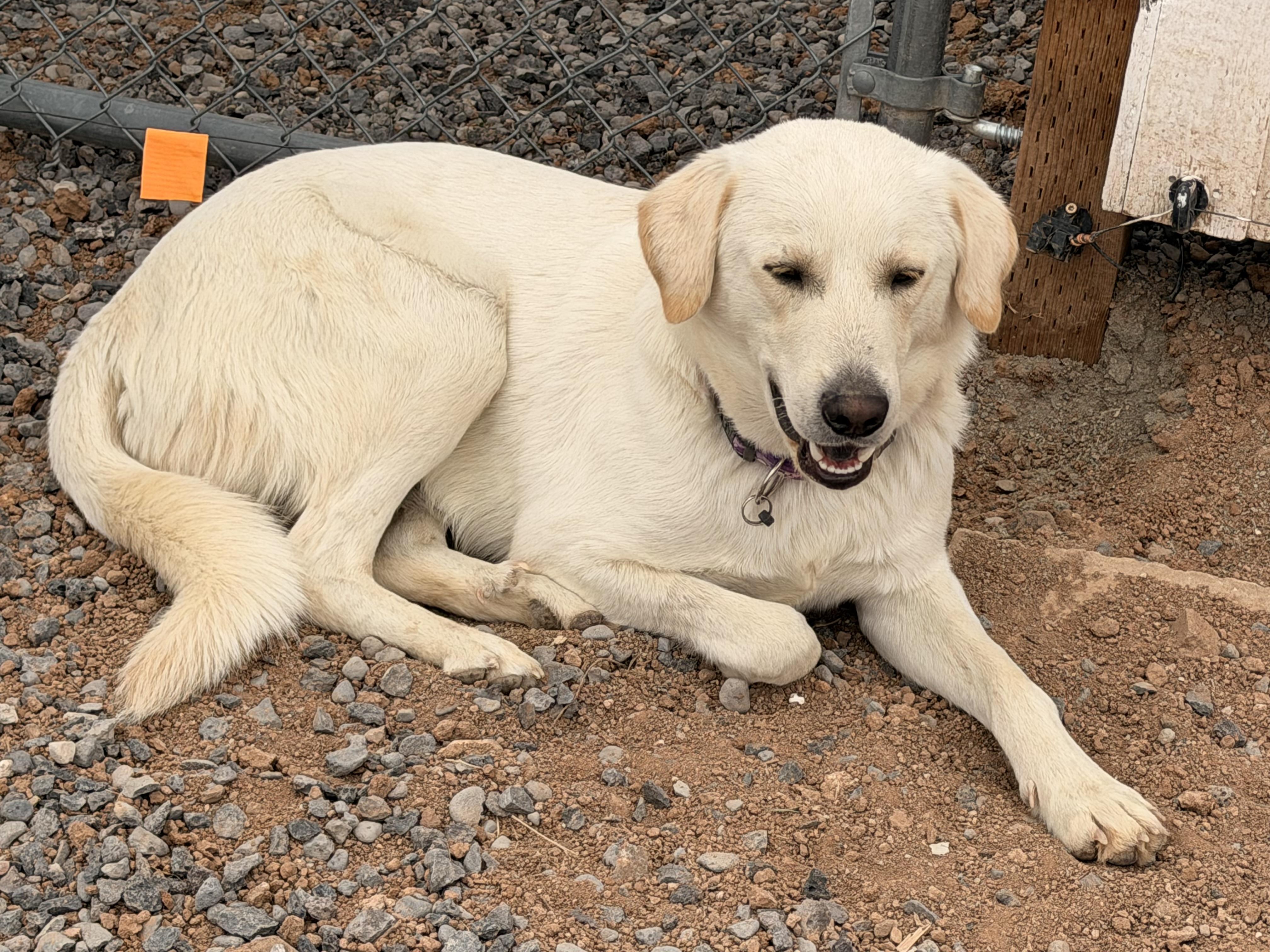 Enlarge Casper, a ADOPTABLE Labrador Retriever in Hotchkiss, CO image 2/5