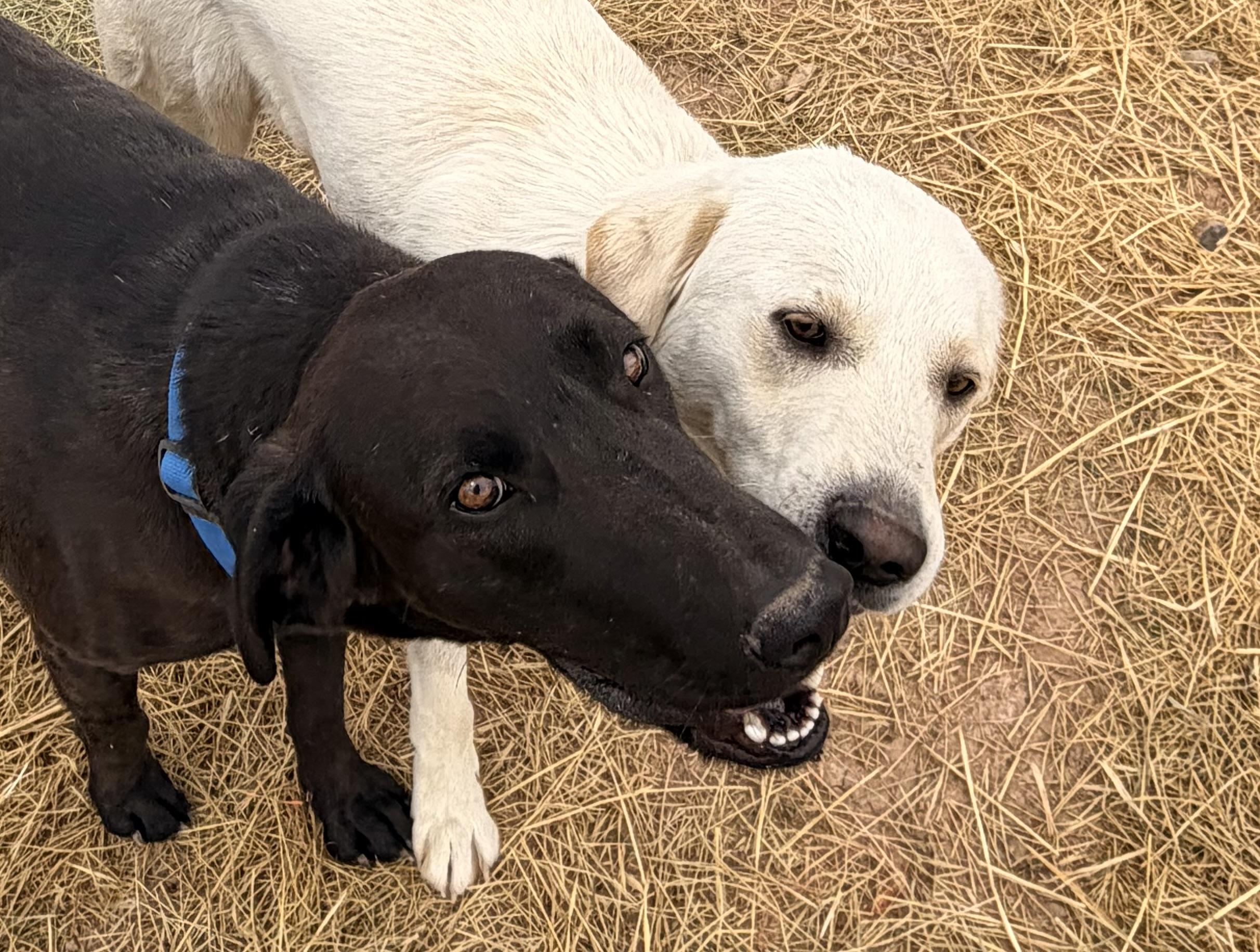 Enlarge Casper, a ADOPTABLE Labrador Retriever in Hotchkiss, CO image 3/5