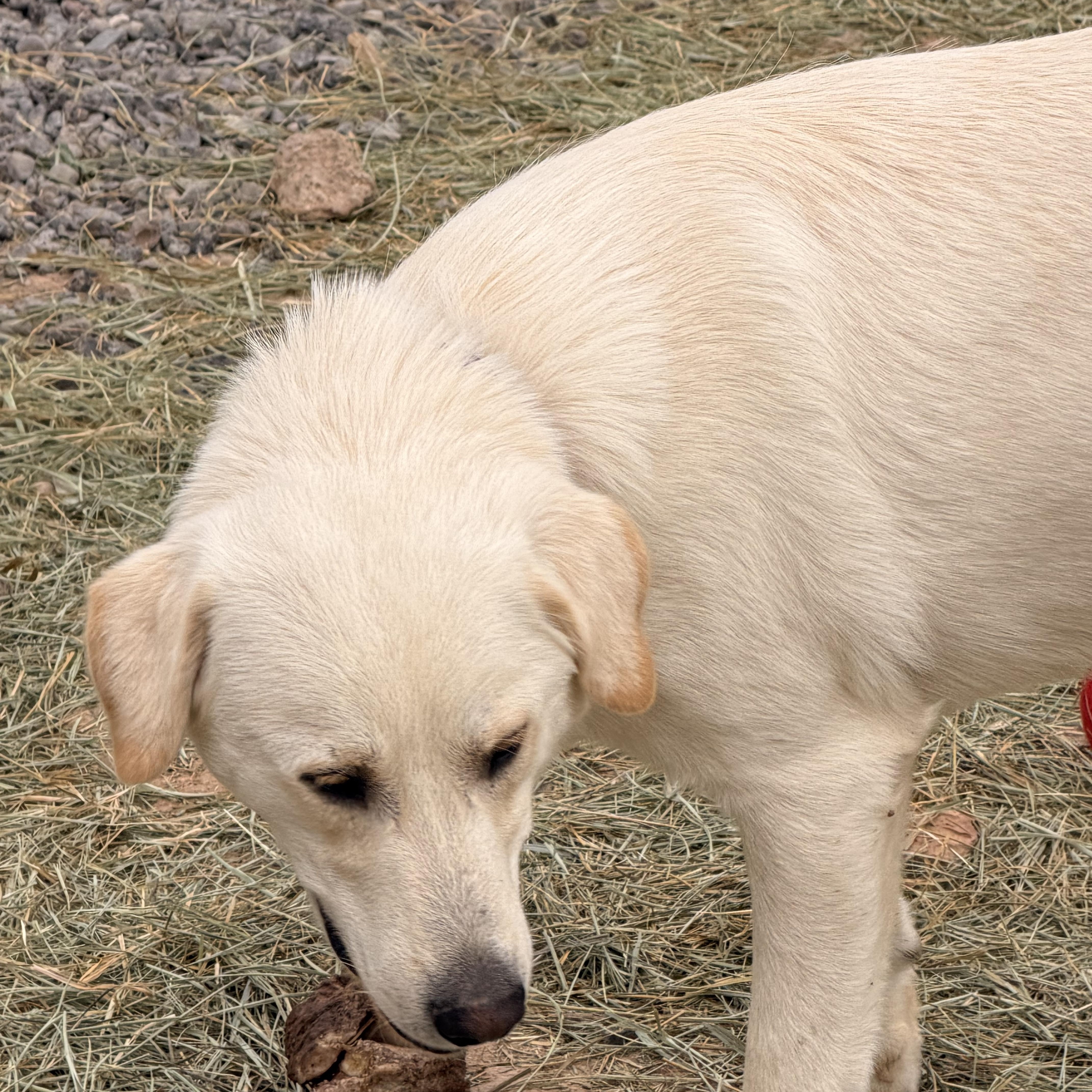 Enlarge Casper, a ADOPTABLE Labrador Retriever in Hotchkiss, CO image 5/5