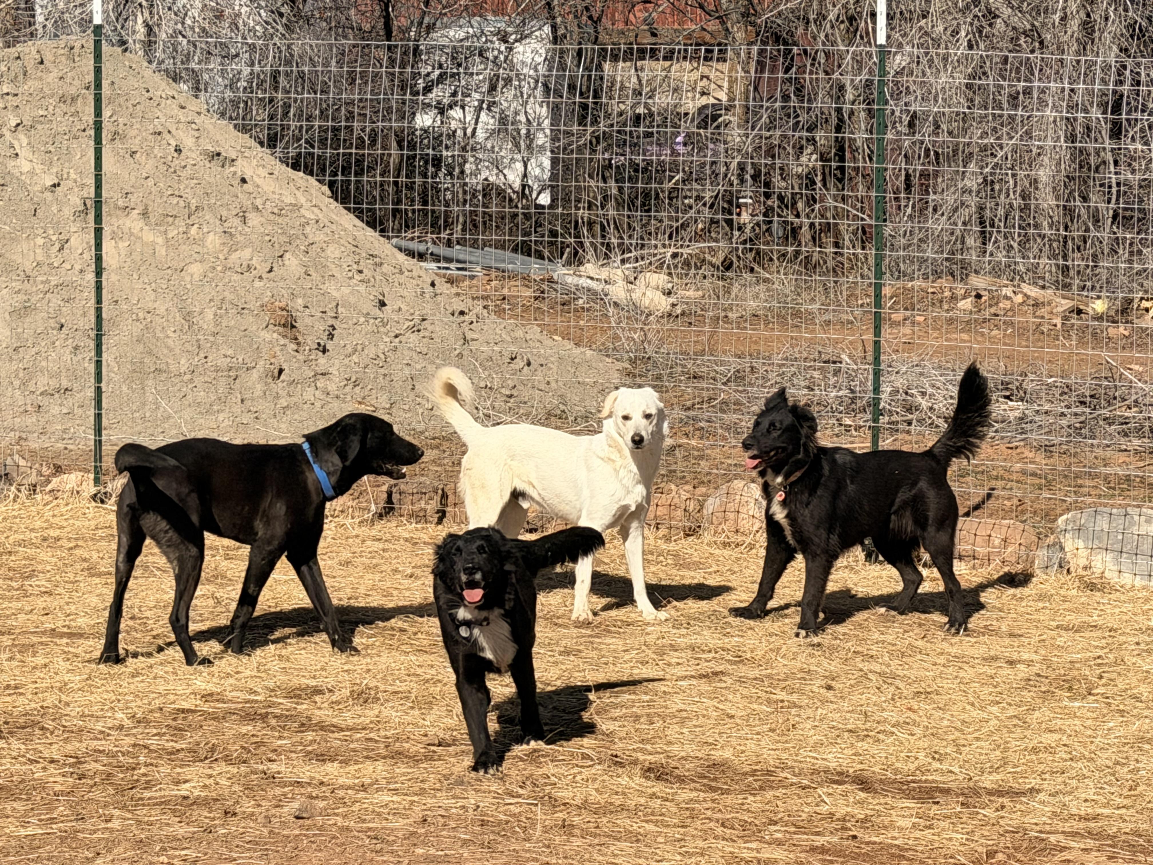 Enlarge Casper, a ADOPTABLE Labrador Retriever in Hotchkiss, CO image 4/5