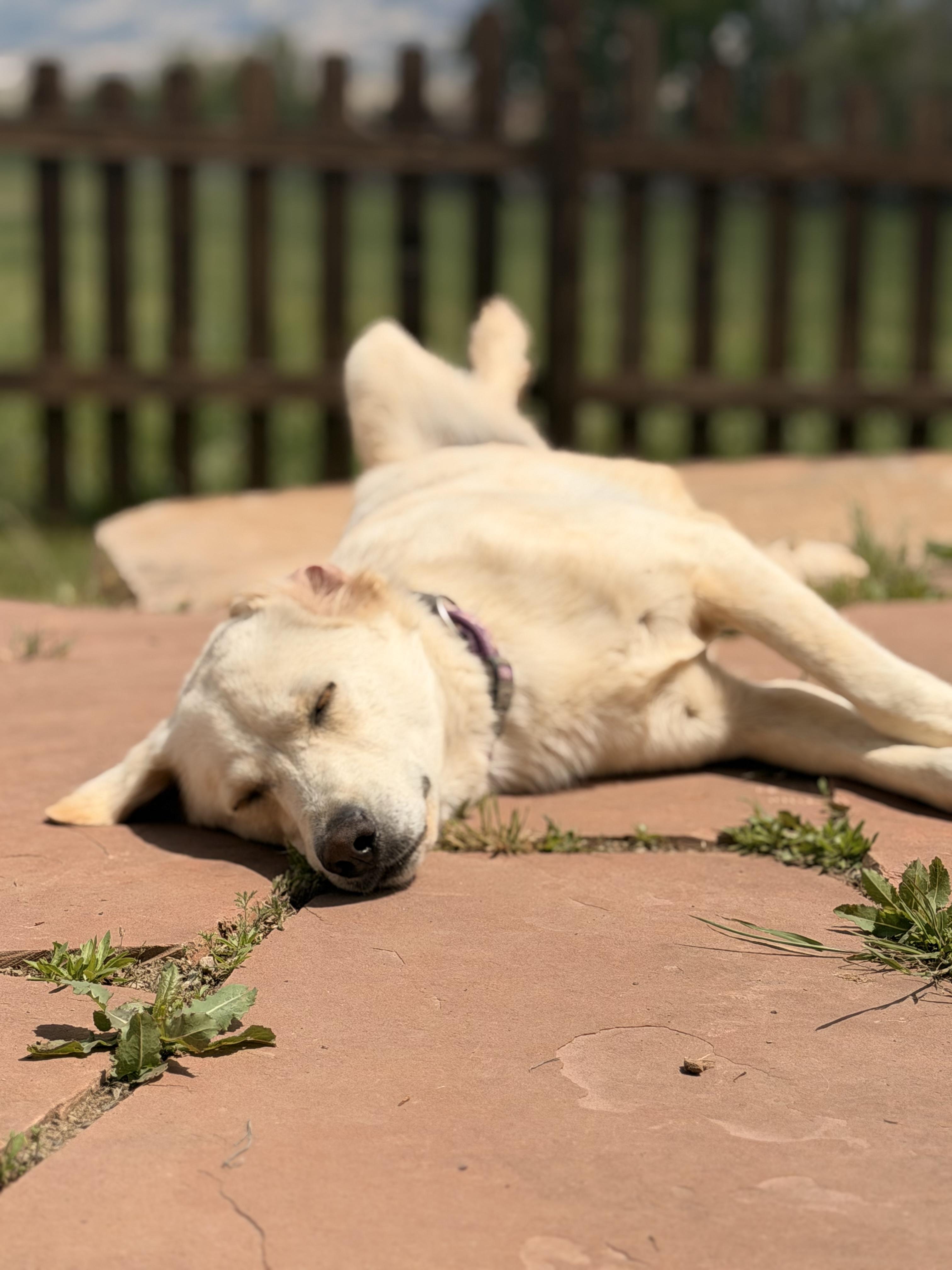 Enlarge Casper, a ADOPTABLE Labrador Retriever in Hotchkiss, CO image 2/5