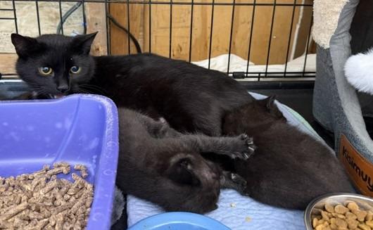 43-Vessel (mom), Adoptable, Young Female Domestic Short Hair.