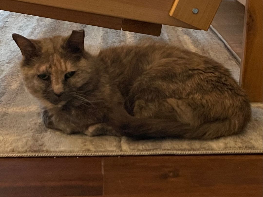 Madeline (Maddie), a Adoptable Dilute Tortoiseshell in Perrineville, NJ image 1/2