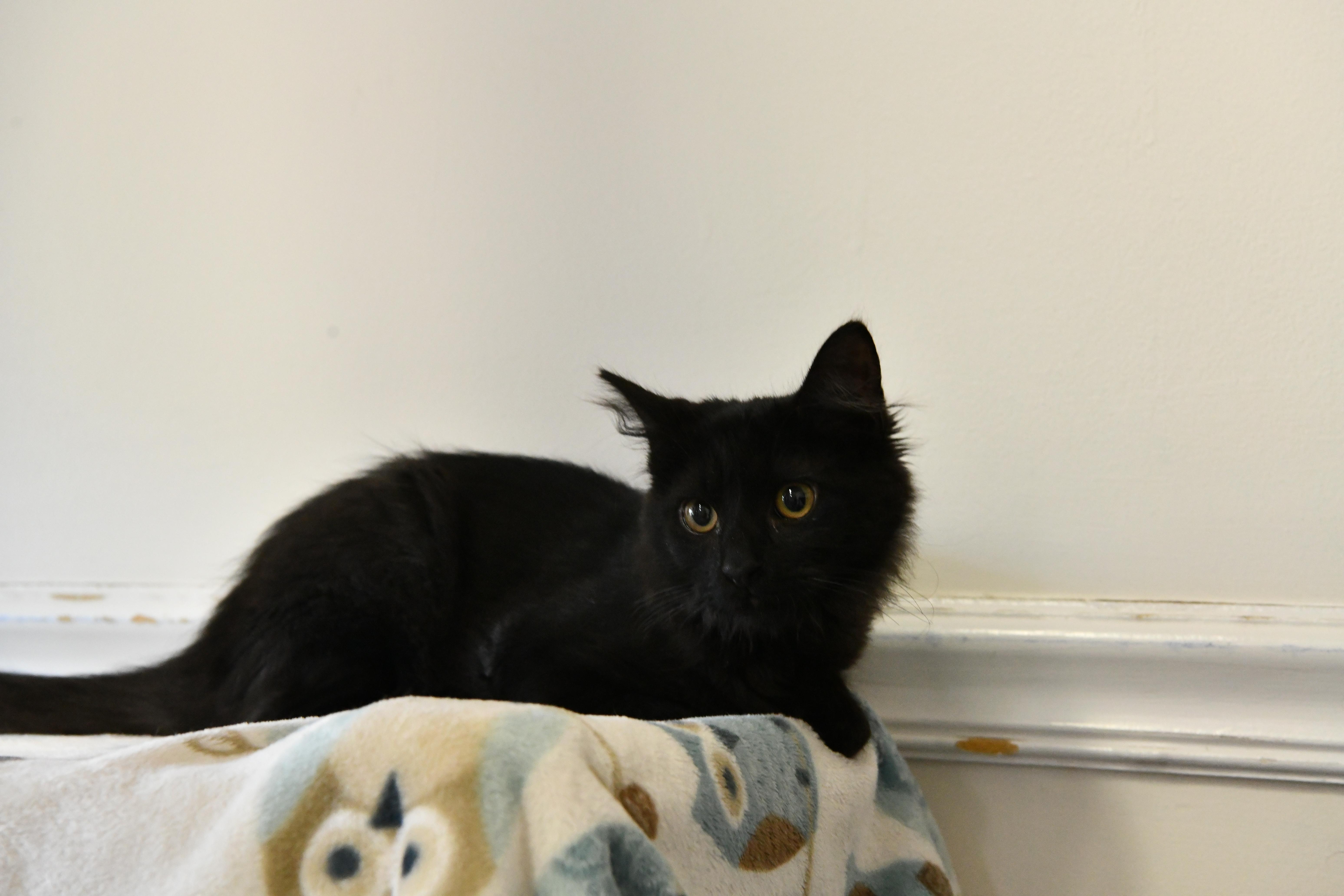 Michelle, adopted, Kitten Female Domestic Medium Hair.