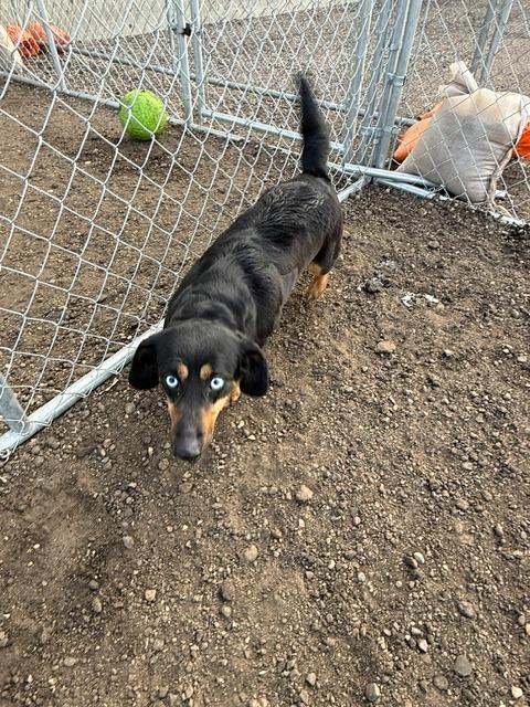 Enlarge Princess 26-11030 (2), a Adoptable mixed breed in Minot, ND image 3/3