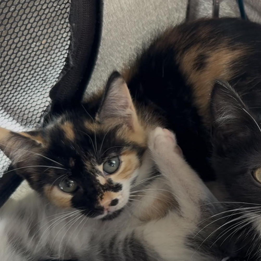 Enlarge Six Kittens ready second week of January, a ADOPTABLE Calico in Kissimmee, FL image 1/5