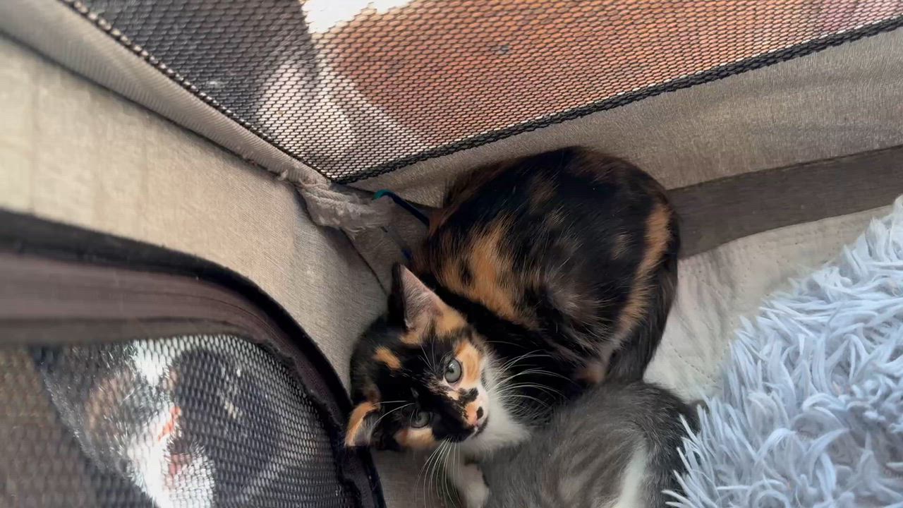 Enlarge Six Kittens ready second week of January, a ADOPTABLE Calico in Kissimmee, FL video 2/5
