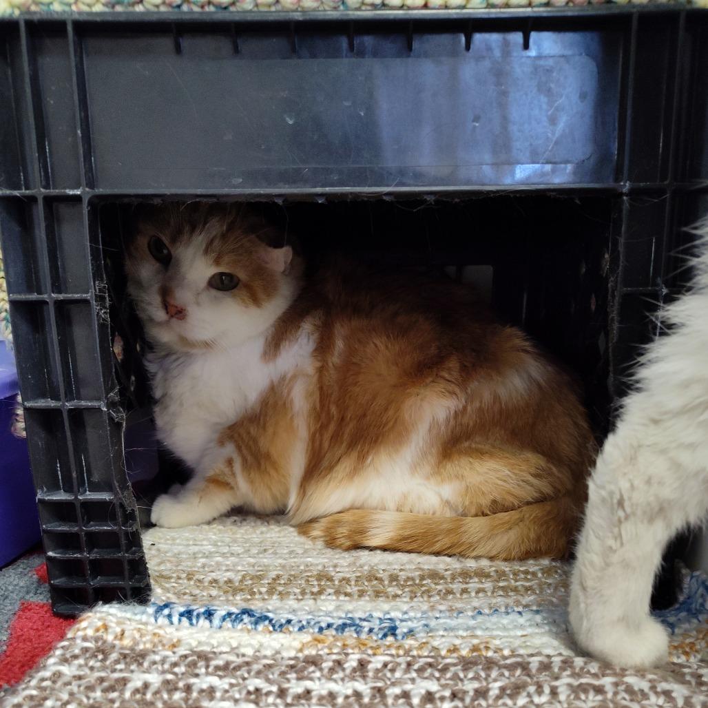 Fergus, Adoptable, Senior Male Domestic Short Hair.