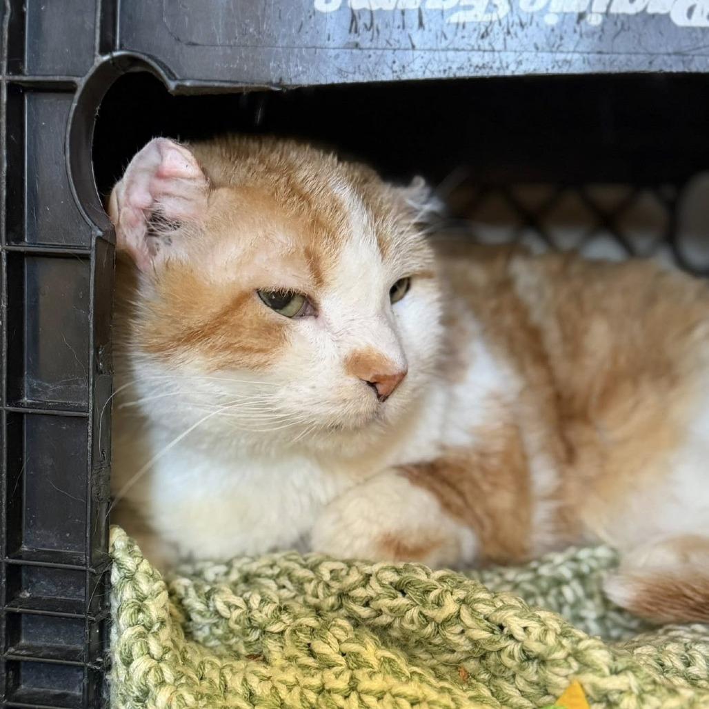 Enlarge Fergus, a Adoptable Domestic Short Hair in Norfolk, NE image 2/2
