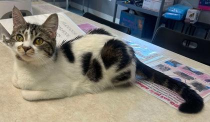 PRE ADOPT COOKIE, Adult Female unknown