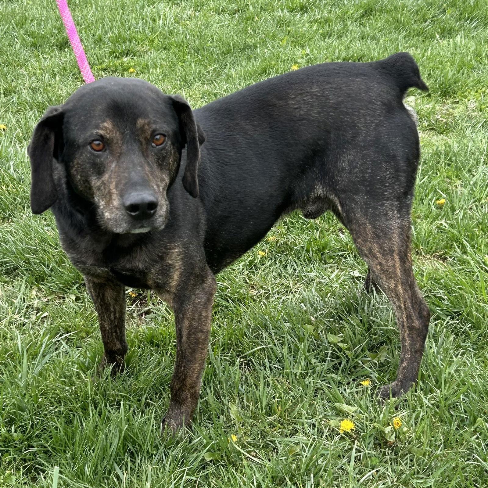 Enlarge Moses fka Kobe, a Adoptable Labrador Retriever in Norwood, OH image 1/3