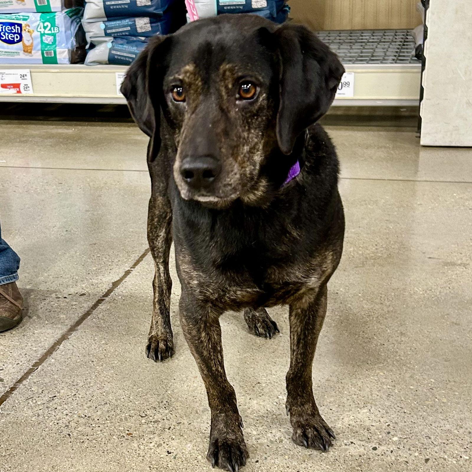 Enlarge Moses fka Kobe, a Adoptable Labrador Retriever in Norwood, OH image 2/3